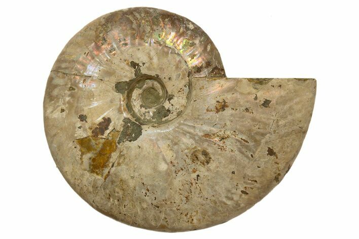 Silver Iridescent Ammonite (Cleoniceras) Fossil - Madagascar #317490